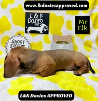 Mr Elk NON DAPPLE GUY, a male Miniature Dachshund for sale in Arapahoe, CO – 4 of 10