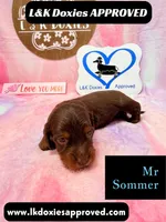 Mr Soomer LH, a male Miniature Dachshund for sale in Arapahoe, CO – 2 of 10