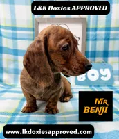 Mr Benji Brindle 💙, a male Miniature Dachshund for sale in Arapahoe, CO – 7 of 10