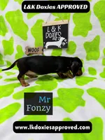 Mr Fonzy 785-821-1920, a male Miniature Dachshund for sale in Arapahoe, CO – 6 of 10