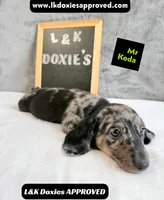 Mr Koda  785-821-1920 SH, a male Miniature Dachshund for sale in Arapahoe, CO – 8 of 10
