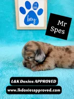 Mr Specs 785-821-1920 LH , a male Miniature Dachshund for sale in Arapahoe, CO – 4 of 10