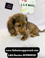 Miss Janga LH, a female Miniature Dachshund for sale in Arapahoe, CO – 7 of 10