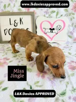 Miss Jiggle SH , a female Miniature Dachshund for sale in Arapahoe, CO – 8 of 10