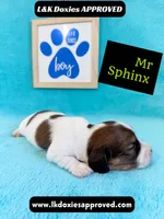 Mr Sphynx 795-821-1920 LH, a male Miniature Dachshund for sale in Arapahoe, CO – 8 of 10