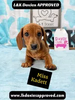 Miss Kadett 785-821-1920, a female Miniature Dachshund for sale in Arapahoe, CO – 2 of 10