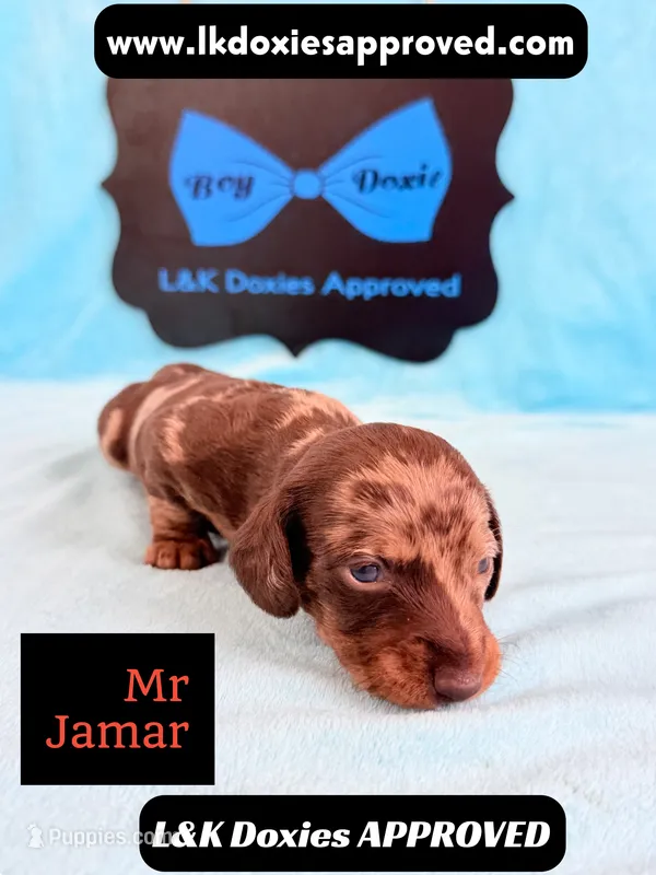 Mr Jamar 💙 – Miniature Dachshund puppy for sale in Arapahoe, CO