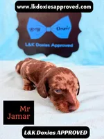 Mr Jamar 💙, a male Miniature Dachshund for sale in Arapahoe, CO – 1 of 5