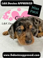 Miss Patzi DAPPLE text 785-821-1920, a female Miniature Dachshund for sale in Arapahoe, CO – 8 of 9