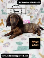 Miss Tana, a female Miniature Dachshund for sale in Arapahoe, CO – 7 of 10