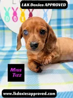 Miss Tizz, a female Miniature Dachshund for sale in Arapahoe, CO – 2 of 10