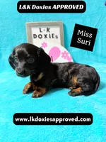 Miss Siri 785-821-1920, a female Miniature Dachshund for sale in Arapahoe, CO – 8 of 10