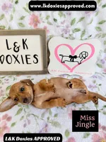 Miss Jiggle SH , a female Miniature Dachshund for sale in Arapahoe, CO – 10 of 10