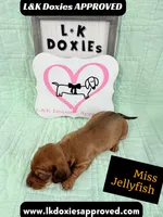 Miss Jellyfish 785-821-1920, a female Miniature Dachshund for sale in Arapahoe, CO – 3 of 9