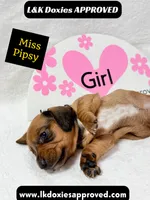 Miss Pipsy  text 785-821-1920 SH, a female Miniature Dachshund for sale in Arapahoe, CO – 4 of 9