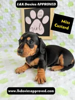 Miss Custard 785-821-1920 SH , a female Miniature Dachshund for sale in Arapahoe, CO – 9 of 10