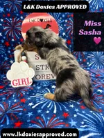 Miss Sasha , a female Miniature Dachshund for sale in Arapahoe, CO – 5 of 10