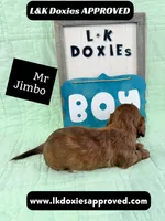 Mr Jimbo 785-821-1920 LH , a male Miniature Dachshund for sale in Arapahoe, CO – 7 of 10