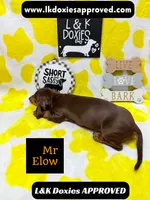 Mr Elow No Merle Genes SH, a male Miniature Dachshund for sale in Arapahoe, CO – 5 of 10