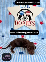 Miss Jaycee , a female Miniature Dachshund for sale in Arapahoe, CO – 4 of 10