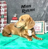Miss Ryeah 785-821-1920, a female Dachshund for sale in Arapahoe, CO – 7 of 10