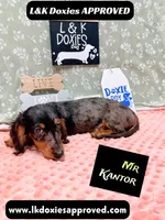 Mr Kantor 785-821-1920, a male Miniature Dachshund for sale in Arapahoe, CO – 6 of 10