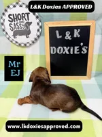 Mr Ej NO MEREL GENE SH, a male Miniature Dachshund for sale in Arapahoe, CO – 6 of 10