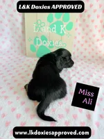 Miss Ali 785-821-1920, a female Miniature Dachshund for sale in Arapahoe, CO – 7 of 9