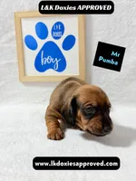 Mr Pumba 785-821-1920, a male Miniature Dachshund for sale in Arapahoe, CO – 9 of 10