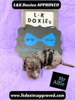 Mr Alfie 795-821-1920, a male Miniature Dachshund for sale in Arapahoe, CO – 2 of 10