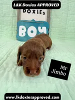 Mr Jimbo 785-821-1920 LH , a male Miniature Dachshund for sale in Arapahoe, CO – 5 of 10