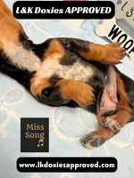 Miss Song 785-821-1920, a female Miniature Dachshund for sale in Arapahoe, CO – 5 of 10