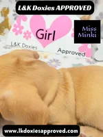 Miss Minki, a female Miniature Dachshund for sale in Arapahoe, CO – 8 of 10