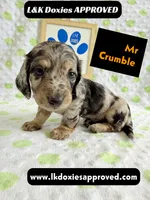 Mr Crumble 785-821-1920 LH , a male Miniature Dachshund for sale in Arapahoe, CO – 2 of 10