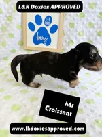 Mr Croissant 785-821-1920 LH, a male Miniature Dachshund for sale in Arapahoe, CO – 5 of 10