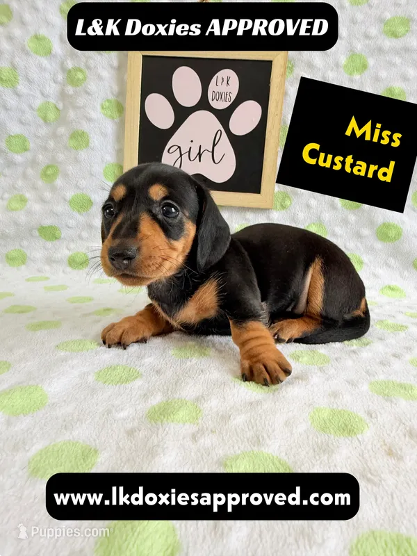 Miss Custard 785-821-1920 SH  – Miniature Dachshund puppy for sale in Arapahoe, CO