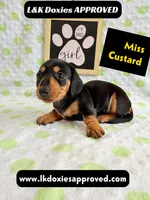 Miss Custard 785-821-1920 SH , a female Miniature Dachshund for sale in Arapahoe, CO – 1 of 10