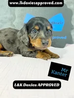 Mr Kantor 785-821-1920, a male Miniature Dachshund for sale in Arapahoe, CO – 9 of 10