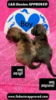 Mr Benji Brindle, a male Miniature Dachshund for sale in Arapahoe, CO – Photo 2 of 10