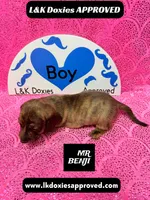 Mr Benji Brindle, a male Miniature Dachshund for sale in Arapahoe, CO – Photo 7 of 10