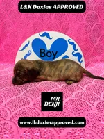 Mr Benji Brindle, a male Miniature Dachshund for sale in Arapahoe, CO – Photo 8 of 10