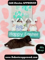 Mr Benji, a male Miniature Dachshund for sale in Arapahoe, CO – Photo 6 of 10