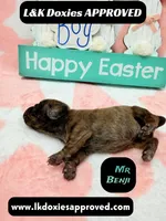 Mr Benji, a male Miniature Dachshund for sale in Arapahoe, CO – Photo 4 of 10