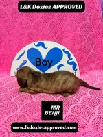 Mr Benji Brindle, a male Miniature Dachshund for sale in Arapahoe, CO – Photo 10 of 10