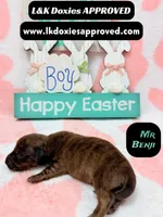 Mr Benji, a male Miniature Dachshund for sale in Arapahoe, CO – Photo 7 of 10