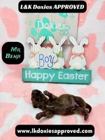 Mr Benji, a male Miniature Dachshund for sale in Arapahoe, CO – Photo 9 of 10