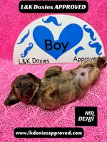 Mr Benji Brindle, a male Miniature Dachshund for sale in Arapahoe, CO – Photo 9 of 10