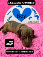 Mr Benji Brindle, a male Miniature Dachshund for sale in Arapahoe, CO – Photo 3 of 10