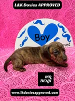 Mr Benji Brindle, a male Miniature Dachshund for sale in Arapahoe, CO – Photo 5 of 10