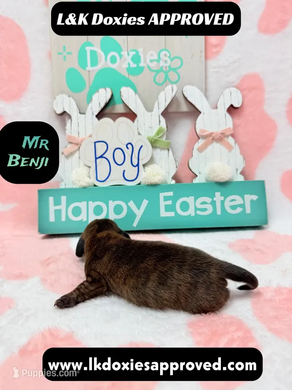 Mr Benji – Miniature Dachshund puppy for sale in Arapahoe, CO